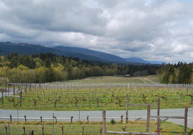 New Vineyard plantings in the background. Blue Grouse